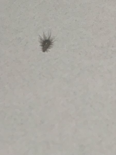大至急お願いします！ フライパンに2〜3mmほどで体毛が生えて毛虫のような見た目をしている虫がついてるのを発見しました これはなんの虫なのでしょうか、毒とかありますか…？画像荒くてすみません…。