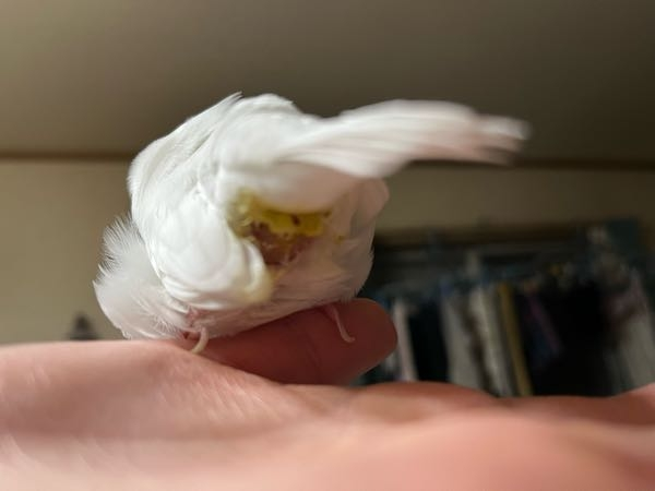 飼っている文鳥のメスが昨日の夜から体調悪く、今日おしりの方がこのようになってました。ずっと下痢です。おしりからこのようなものが。卵詰まりでしょうか？。