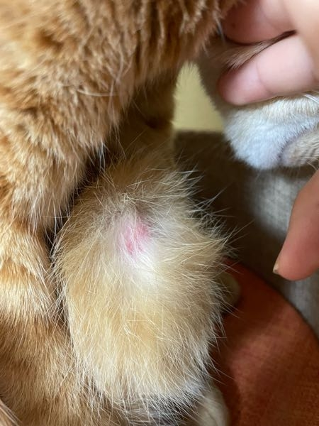 飼っている猫が足の部分をずっと舐めており、見てみると写真のように皮膚が赤くなっていました。皮膚病でしょうか、。普段はちゃんとご飯も食べますし、おしっこやうんちもします、とても元気です。5～6歳です。 2週間ほど前から新しい猫を2匹飼い始めました。慣れるのが早く、すごく仲良くしています。仲良くしているように見えて実はストレスなのでしょうか、。とても心配です。なぜ、このように皮膚が赤くなったのかわかる人がいましたら教えていただけるとうれしいです。よろしくお願いします。