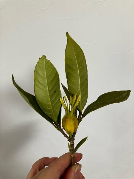 これは何という植物でしょうか？