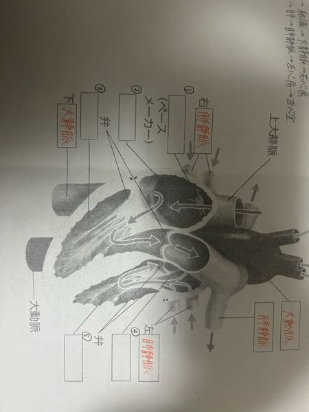 【至急】コイン50 高校生物基礎の心臓の作りのプリントが埋まらないので助けてください(TT) ①から⑤を教えてください！！