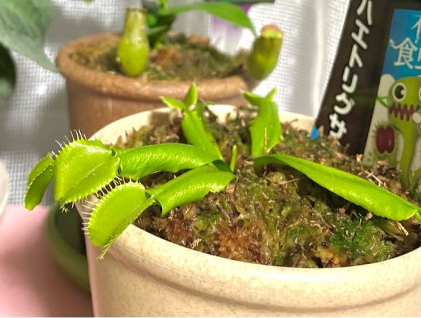 今年の夏頃にハエトリソウを買ったのですが、捕虫葉の部分が裏返って(？)育ってしまい、買った当時より捕虫葉の厚みも無く、内側も赤くならず、元気に育っていないような気がします... これは何が原因なのでしょうか？ 現在は室内で日当たりの良い窓際に置いています。 冬はかなり雪が積もる地域で、日中は人が居ないので部屋も寒いのですが、窓際の冷気とかは大丈夫なのでしょうか？