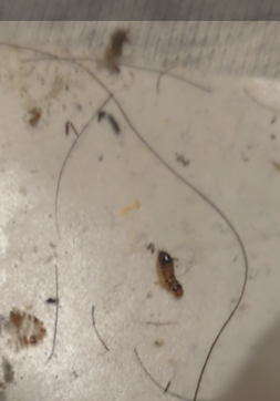 ジョイント式マットの下にいました 抜け殻と幼虫みたいです この虫は何ですか？