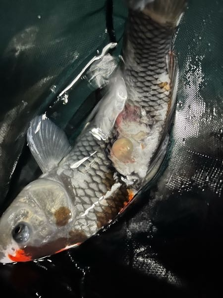 家の錦鯉が鱗が剥がれて水ぶくれのようなものが出来ているのですがどうしたら良いのでしょうか？