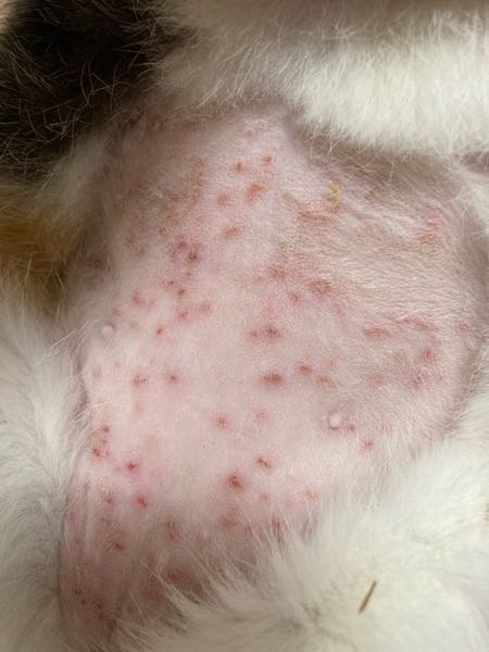 猫のお腹に赤いぶつぶつが出来てるのですがどんな病気ですか？