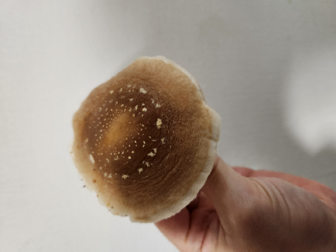 このキノコは何ですか？ 食べれますか？