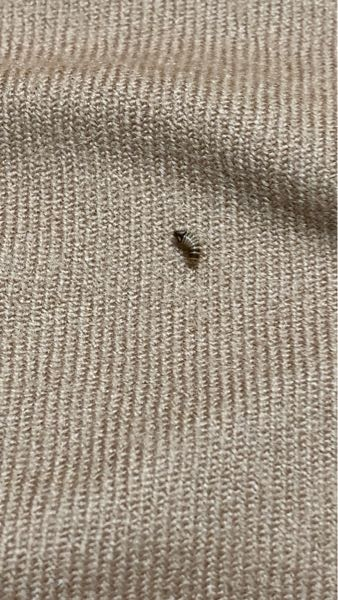 衣替えをしていたら冬服にこんな虫が3匹程くっついてます。 ウジ虫のように動いてるのですが何の虫でしょうか？