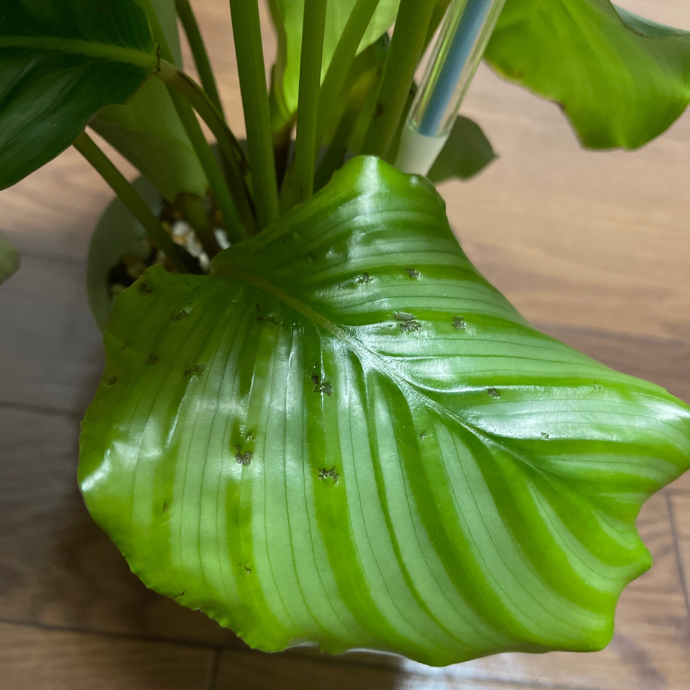 カラテアのオルビフォリアですが、新芽ゾクゾクと開いています。 最初に開いた新芽の葉が、画像のように凸凹としたキズのような跡あります。 また、そろそろ開きそうな新芽にも凸凹しそうな気配があります。 これは病気か何かでしょうか?