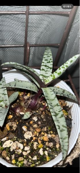 この植物は何でしょう？ 宜しくお願い致します。