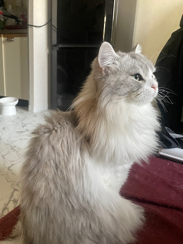 うちの猫は三毛猫ですか？ 先日友人から言われて気付いたのですが言われてみれば三毛猫やけど三毛猫って白黒茶色ってイメージだったので全然意識してませんでした。 灰色・茶色・白でも三毛猫と言えますか？？ 因みにスコティッシュのオスです。