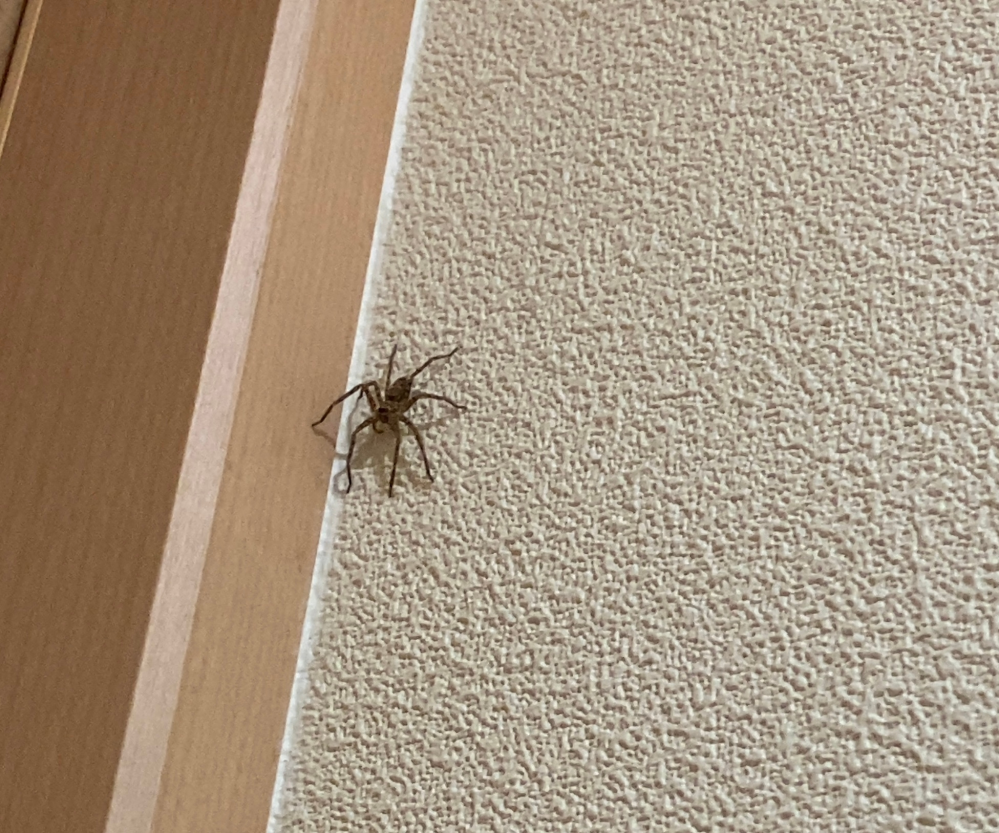 この蜘蛛の名前が分かる方いますか？5㎝ぐらいで、脚が少し長くてカクッとしている感じです。 もう少し近くで写真を撮りたかったのですが、いつの間にか逃げて隠れてしまいました。 毒があったりしますか？