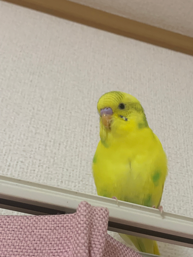 セキセイインコ2ヶ月の雛がおりますが、こちらの種類はアイスリングは出ますか？ 以前ドミナントパイドと教えて頂きましたが、ハルクインとは違いますか？