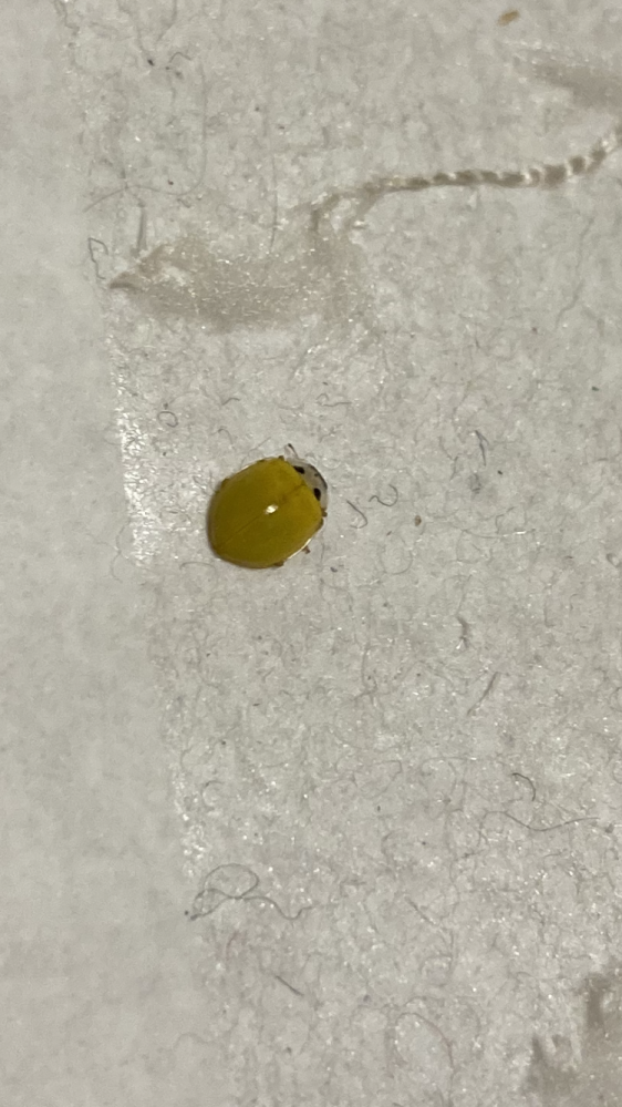 初めて利用します。 Amazonの商品にひっついていたこの虫はなんでしょうか？ 是非わかる方教えてください。