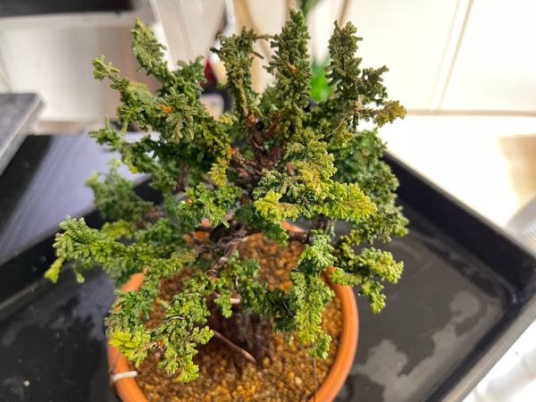 石化ヒノキの茶色化対策を教えてください - 初心者です保管は軒下水