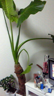 クワズイモが ２本 倒れてきてるような と思っていると手前の１本がポ Yahoo 知恵袋