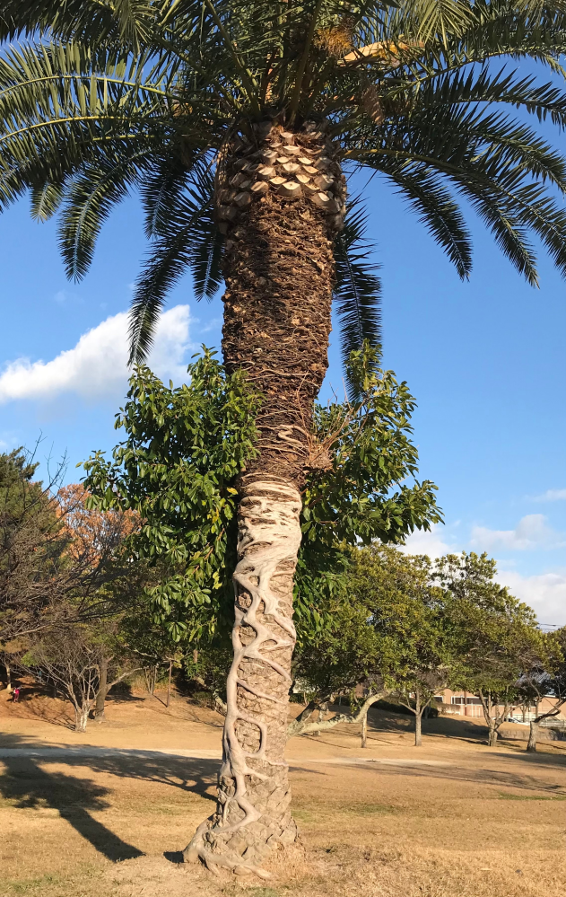 植物について質問です。公園でシュロ（？）の木の中程に根のよう 