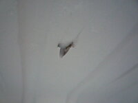 ワンピースの仲間について ルフィ 5656の実ロビン 8787の実ブル Yahoo 知恵袋