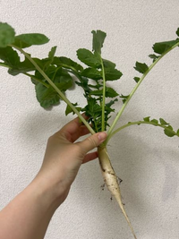 大根が大きくなりません、何故でしょうか…
普段はベランダで夏野菜をプランターで育てています。
夏以外も野菜を育ててみたいと思い立ち、 YouTubeなどで大根が簡単に育てられると知りました。去年から春と秋にプランターで大根を育ててみることにしました。
最初は春に「総太り大根」の種を深さ35センチ幅30センチのフェルト製のプランターにまき、最終的には５本で育てました。
しかし３ヶ月経って収穫時...