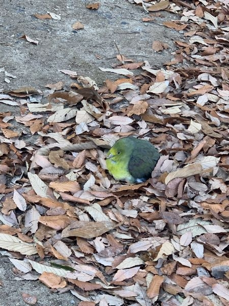 名古屋市内の公園にこんな鳥がいたんですけど野生でこんなのいますか？名前分かりますか？