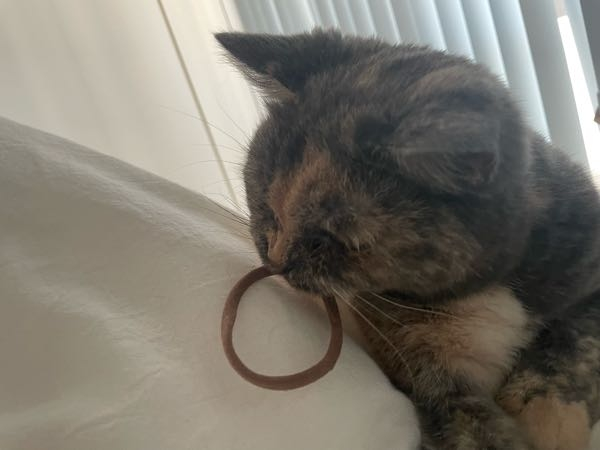 猫が髪を結くパイル地のゴムを食べてしまいました。生後4ヶ月の子です