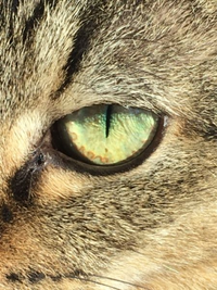 この猫の目の周囲にナミナミの血管が一周してますが、これは普通ですか？ 