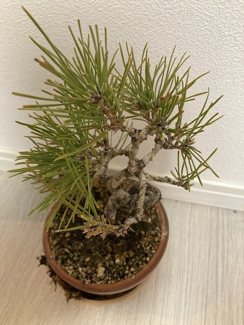 黒松盆栽について質問です。葉が枯れた箇所を切り落としました