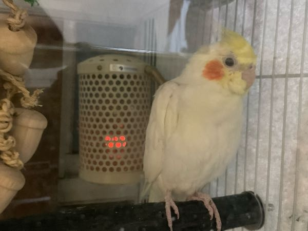 オカメインコ、ルチノーのほっぺのオレンジは濃くなりますか