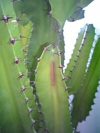 サボテンの水不足の症状の一つに シワがよるというのは本当ですか いまかっ Yahoo 知恵袋