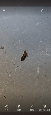 何の虫か分かりません。
教えて下さい！

植木鉢の土にたくさん写真の虫がいました。
サイズは2～3mm程度です。

なんの虫か気になってしょうがないです。 成虫なのかまだ幼虫なのかもわかりません。

虫に詳しい方教えて下さい。
宜しくお願いします。