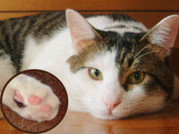 アイラインがないネコ ごくたまに アイライン が入っていないネコがいると Yahoo 知恵袋