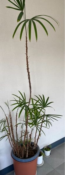 観音竹だと思われる観葉植物があります。1本だけビョーンと伸び... - Yahoo!知恵袋