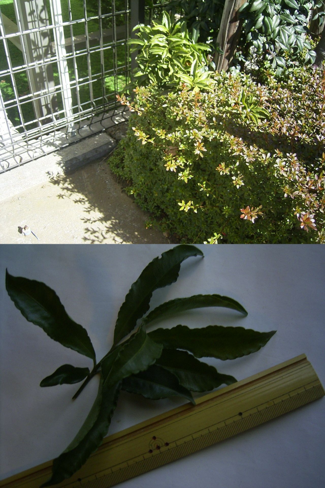 マンションの植栽か自然に育ったのか不明ですが。淡い緑色の葉の長い植物の名前を教えて下さい。 高さは1.0メートル程度です。