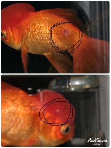 飼っている金魚の尾びれの付け根に、黒いイボのようなものと、頭に白い点が見られます。 なにか病気でしょうか？今は普通に元気ですが、何かした方がいいでしょうか？