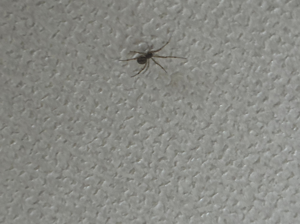 この蜘蛛はなんの種類ですか？家にいました。 蜘蛛は益虫だと思うので基本的には放置してるのですが、この子はいつも同じところ（クローゼットの棚の下の角）にいて、たまに少し網を張る感じなので少し気になります。駆除したほうがいいか教えてください。