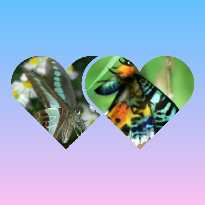 度々すいません。 私は蛾と蝶の概念が今一解りません。 例えばアオスジアゲハ(写真左)が蛾でニシキオオツバメ(写真右)が蝶に見えるのですが、逆なんですよね。 ニシキオオツバメは知る虫の中で一番美しいのに蛾で、アオスジアゲハは地味なのに蝶として扱われるのか 蛾と蝶の覚え方と言うのがわかりません泣泣泣