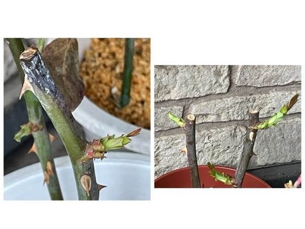 １月の末に薔薇の休眠挿しをしたんですが、外に置いて風の当たらない軒下で管理してましたがここ数日の暖かさで芽がかなり動いて伸びてしまいました。 挿してほぼ1ヶ月。 枝の栄養を使って伸びてしまってる...