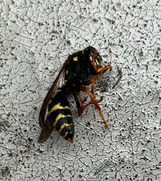 【閲覧注意】虫の写真です。 見えづらくてすみません。干した布団に紛れ込んでいて、蜂だと思って慌てて外に出したのですが何という虫でしょうか？2、3cmほどです。家の周りには草が生えている畑が多くあります。 分かる方がいらっしゃいましたら、教えていただけると嬉しいです。