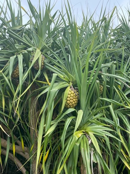 石垣島の玉取崎展望台で見かけた植物なのですが、パイナップルに似た何かのようです。これは何ですか？