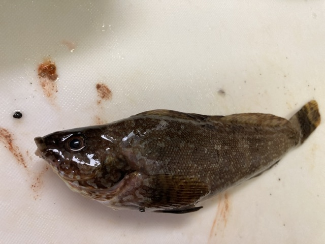 堤防で釣りました。 これはなんという魚でしょうか？ 食べられますか？