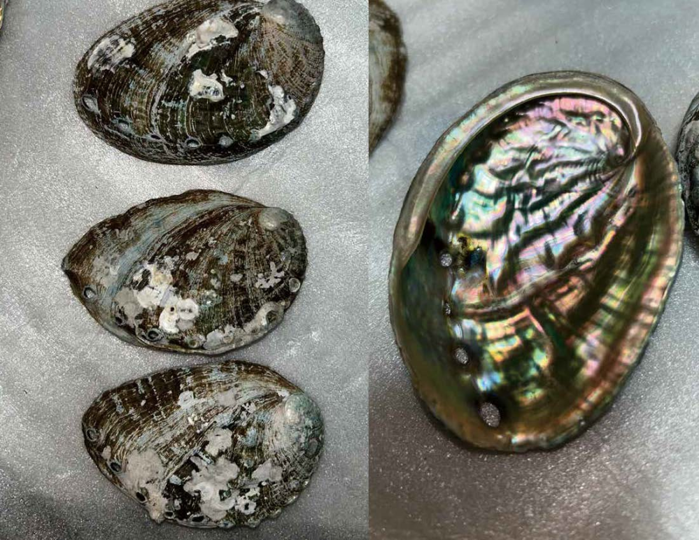 この貝殻がなんの種のものかわかりますか？ 鮑の仲間なのは分かるのですが細かい種の判別がつかなかったので詳しい方教えていただきたいです。