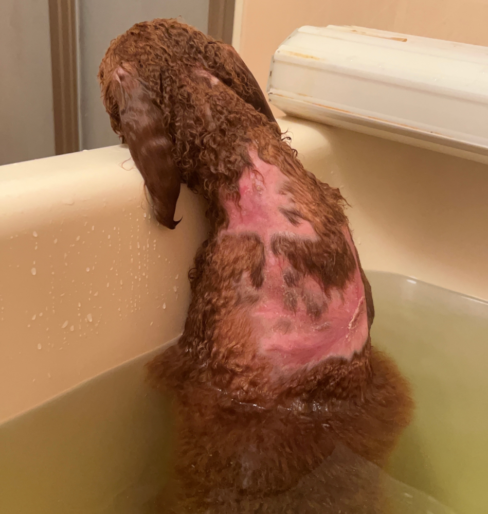 ※犬の火傷の写真があります！ 犬の火傷後のトリミングについてです。 1か月前、私の不注意で家にいるトイプードル1歳の背中に大火傷を負わせてしまいました。 ピッタリした服を着せていたこともあり...