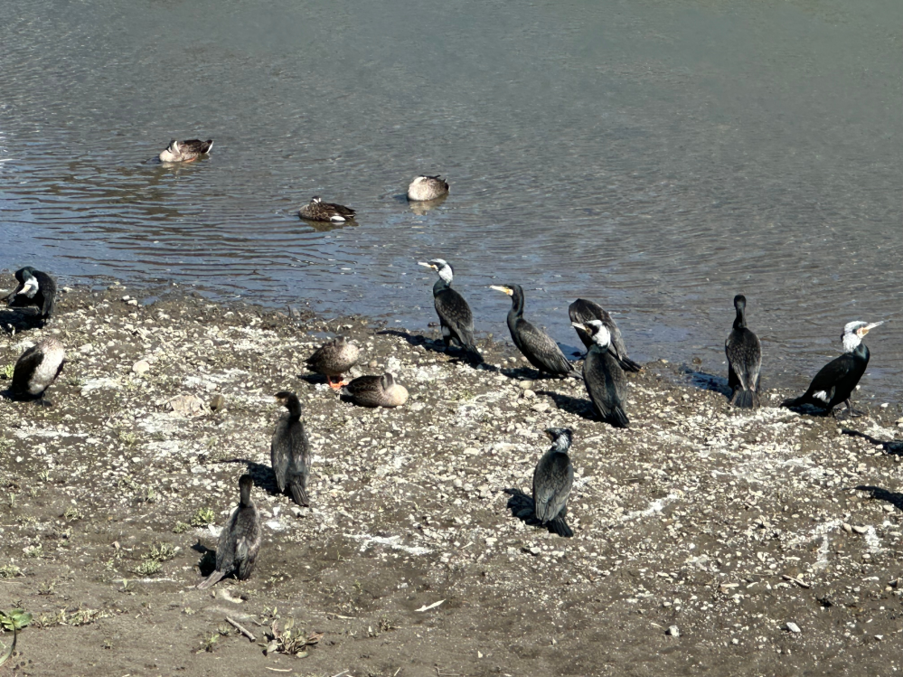 この黒い鳥はカワウですか？ 川辺にたくさんいてしばらくすると飛んでいきました。