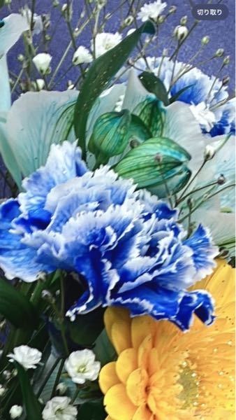 この写真の青い花はなんという花でしょうか？ 花言葉も教えてください。
