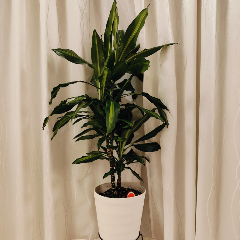 フリマでヤマト運輸にて鉢植えの観葉植物を送りましたが到着した時には