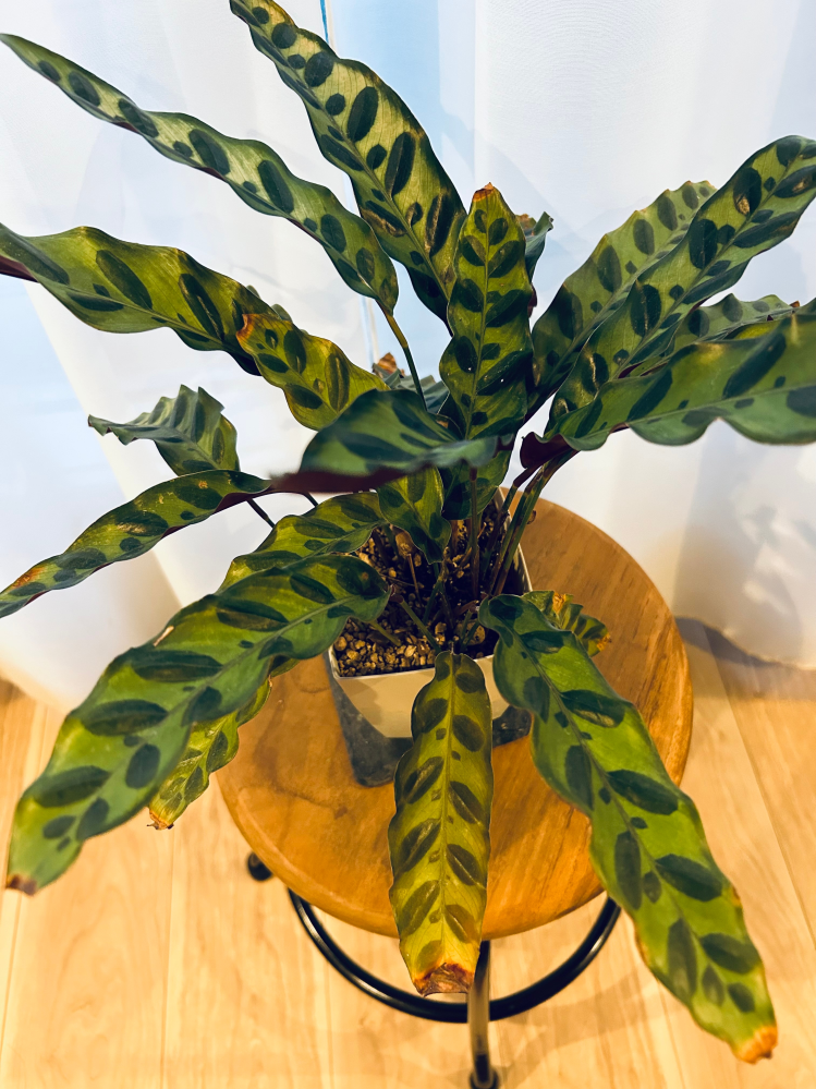 観葉植物 カラテア 育て方 | 観葉植物 販売のアンジェリック