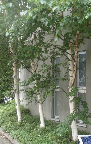 真っ白な3本の木。 - これは白樺の木なのでしょうか？ちょっ