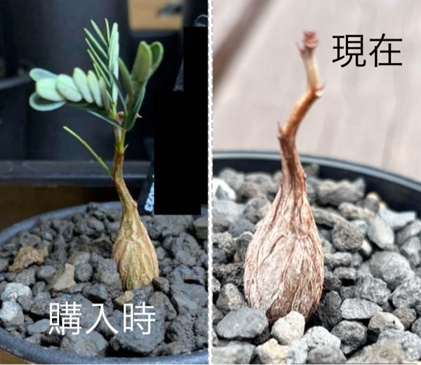 センナ・メリディオナリスについて質問です。先日ヤフオクにてセンナの