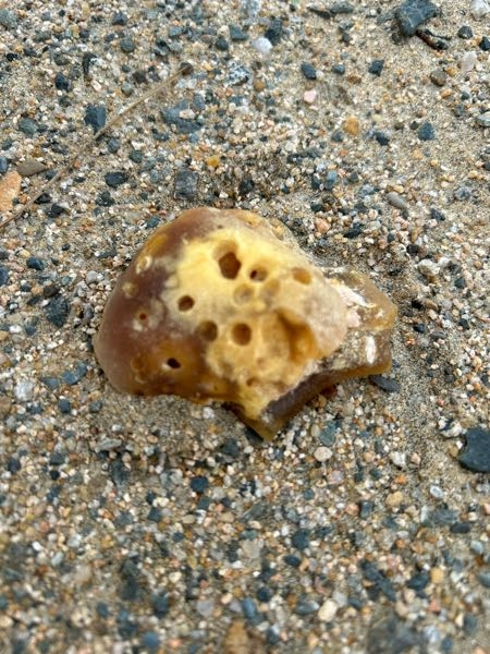 海岸を歩いてたら綺麗な石が落ちていたのですが、 これはなんですか？サンゴのようにもみえますが