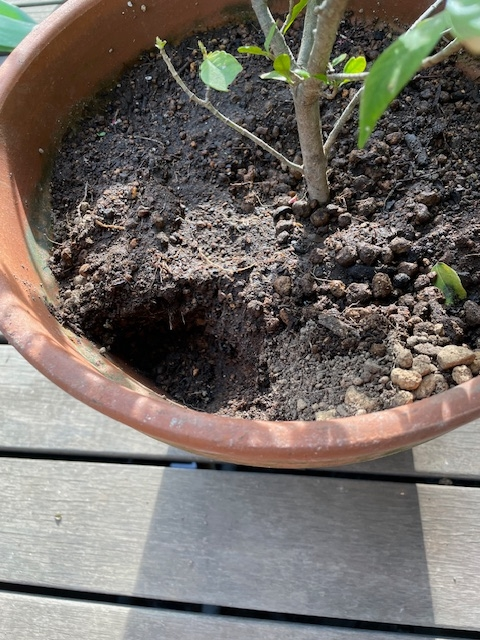 庭に置いてある植木鉢の土を新しいものに入れ替えると、必ず次の朝、このような状況になっています。いったい何の動物が掘っているのか知りたいのですが、教えてください。 もっと小さな植木鉢で土が浅く少ない場合は写真よりも穴の大きさが小さいです。