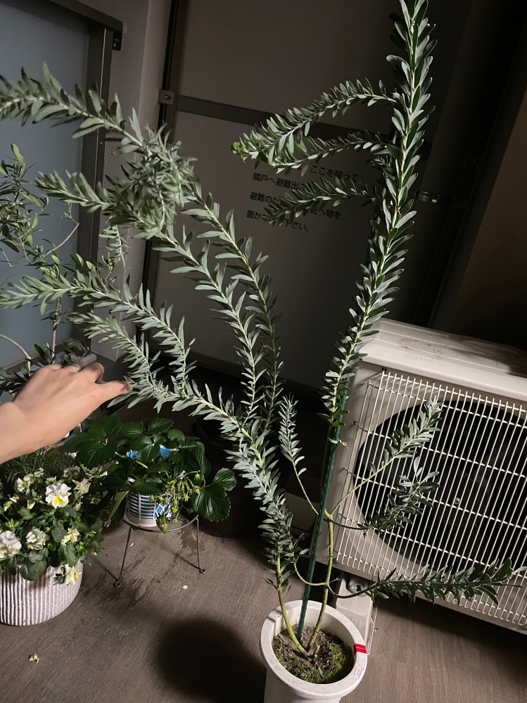 アカシア ブルーブッシュ 7号鉢 庭木 苗木 ミモザ シルバーリーフ